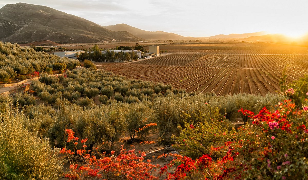 Vineyard and winery at sundown in the Valle de Guadalupe