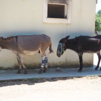 CORFU DONKEY RESCUE (Paleokastritsa) - All You Need to Know BEFORE You Go