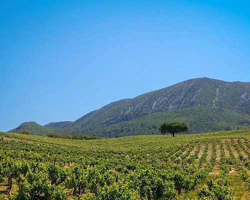 alentejo portugal wine tour