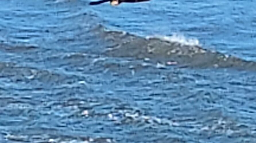 Immature bald eagle hung around the south jetty. They don't get their white plumage till about 4 years old. 