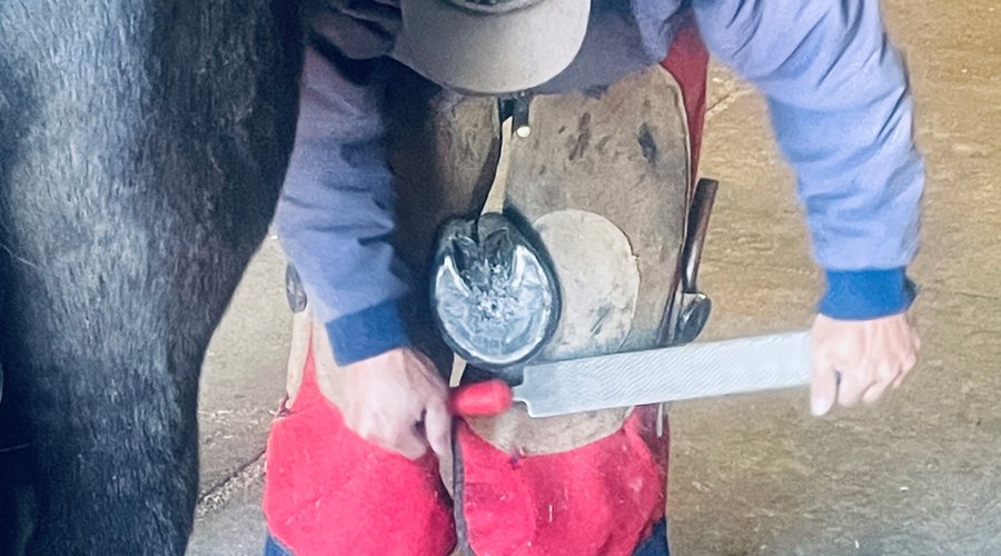 Farriers regularly visit the museum to help take care of our horses feet. 