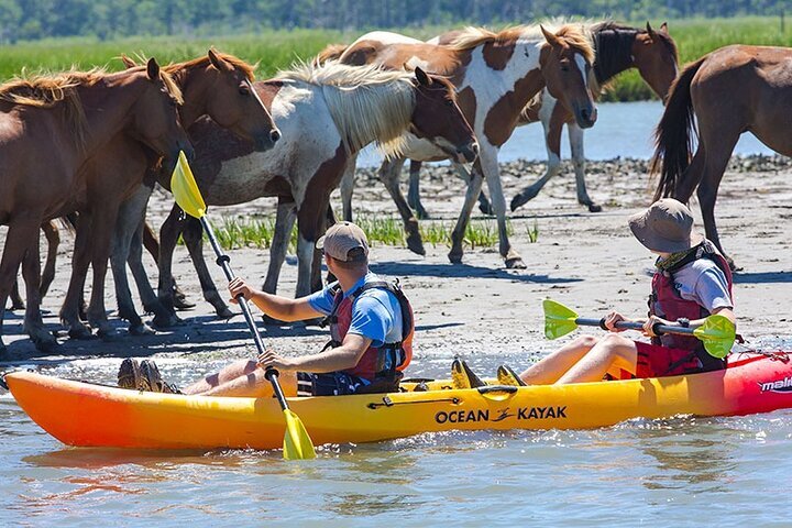 2024 Kayak Tour Along Assateague Chincoteague Island Virginia   Caption 