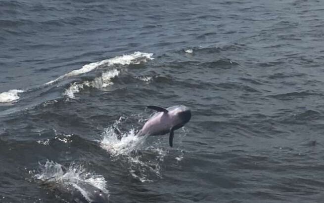 orange beach dolphin cruise