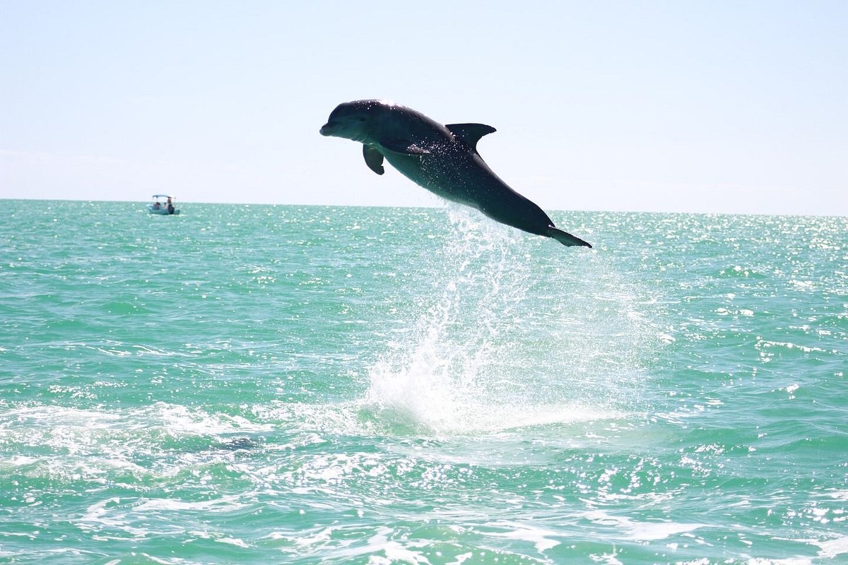 This “pink” dolphin makes waves whenever it's spotted – The Denver