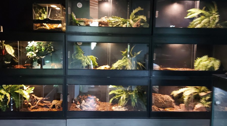Reptilavdeling