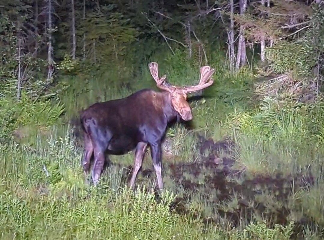 pemi valley moose tours tickets
