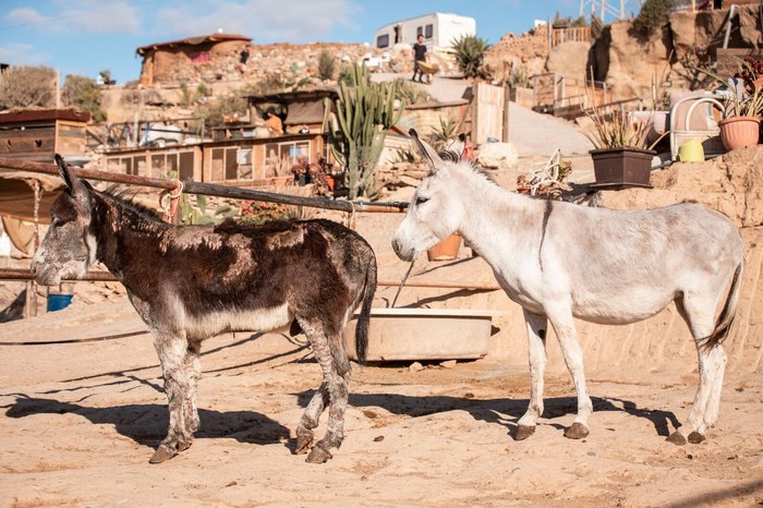 Imagen 9 de Tenerife Horse Rescue