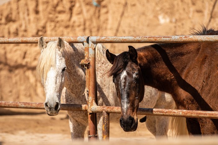 Imagen 7 de Tenerife Horse Rescue