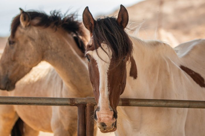 Imagen 6 de Tenerife Horse Rescue