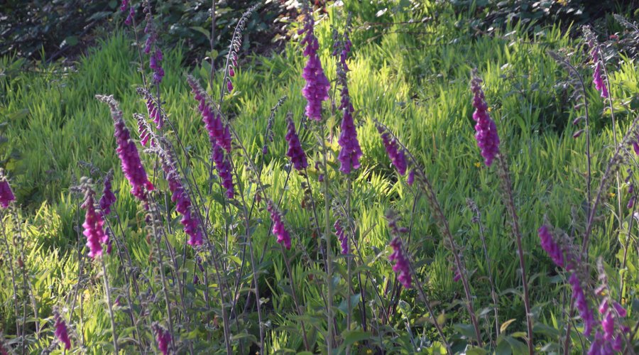 Flowers along the side of the lock.