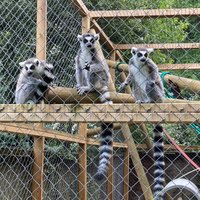 AXE VALLEY WILDLIFE PARK (Axminster) - All You Need to Know BEFORE You Go