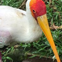 Kuala Lumpur Bird Park: All You Need to Know BEFORE You Go