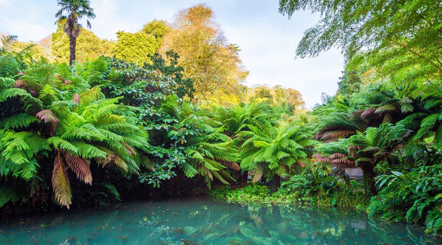 Azolla Pool, a quiet, tropical spot in the heart of the garden surrounded by tree ferns and bamboo