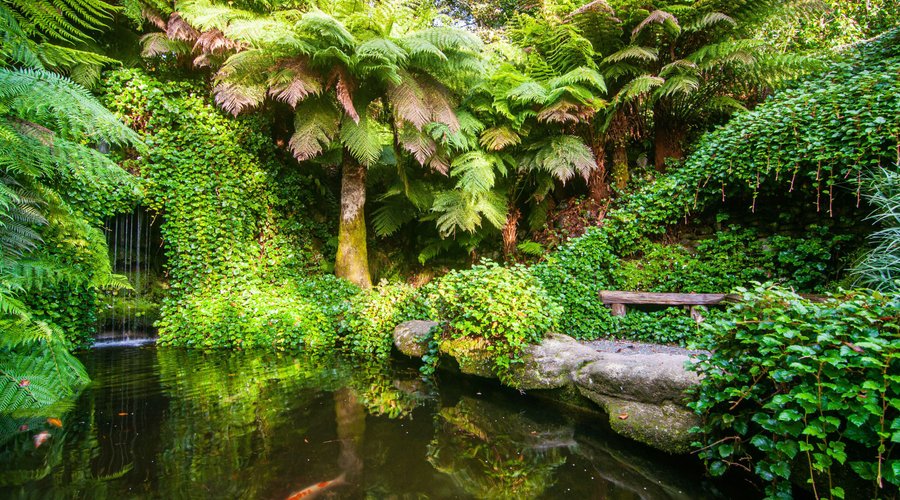 The Koi Pool is found at the top of the garden. The swirling fish and running water are incredibly relaxing, making this a lovely spot to pause for a moment.
