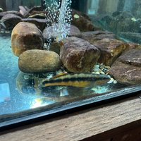 Appalachian Rivers Aquarium (Bryson City) - All You Need to Know BEFORE ...