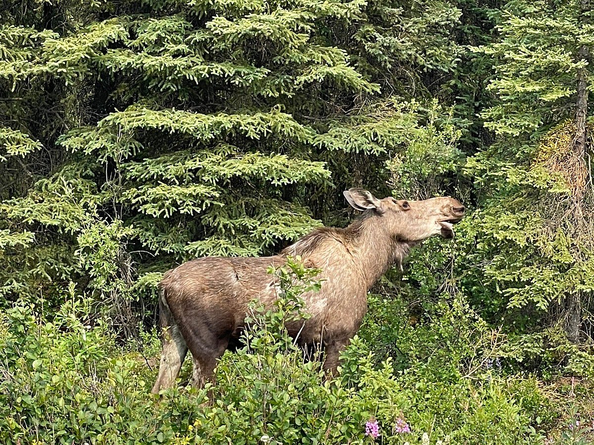 denali national park history tour