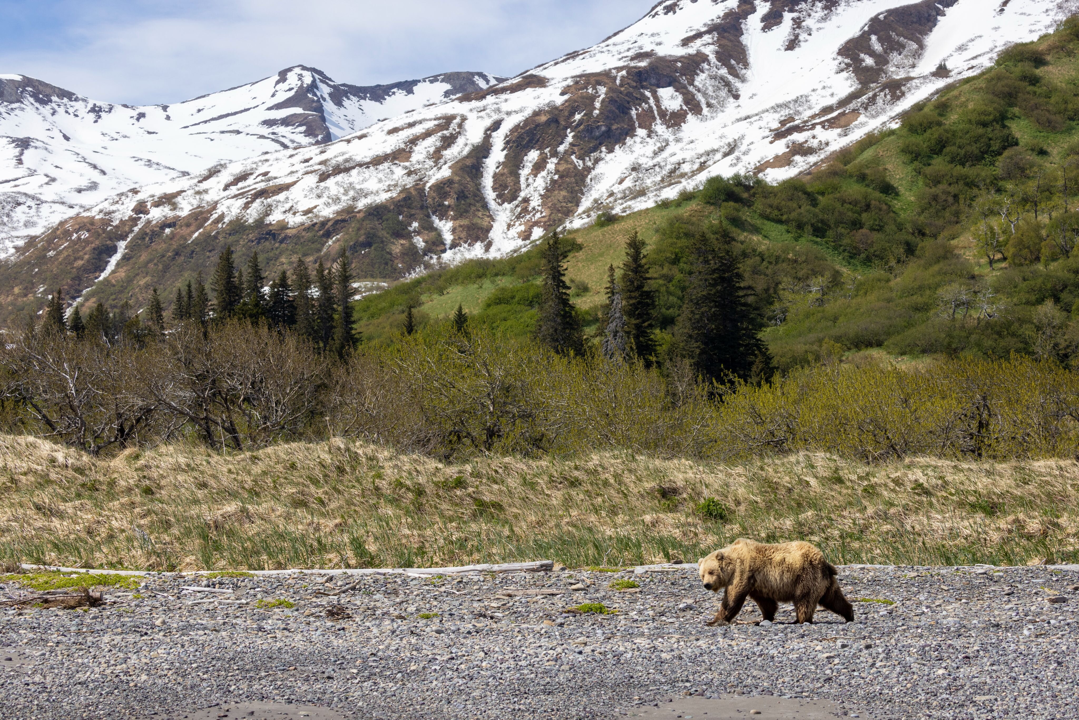 NAT HAB'S ALASKA BEAR CAMP - Updated 2024 Campground Reviews (Lake ...