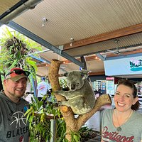 2023 Breakfast with the Koalas at Hartley's Crocodile Park from Cairns ...