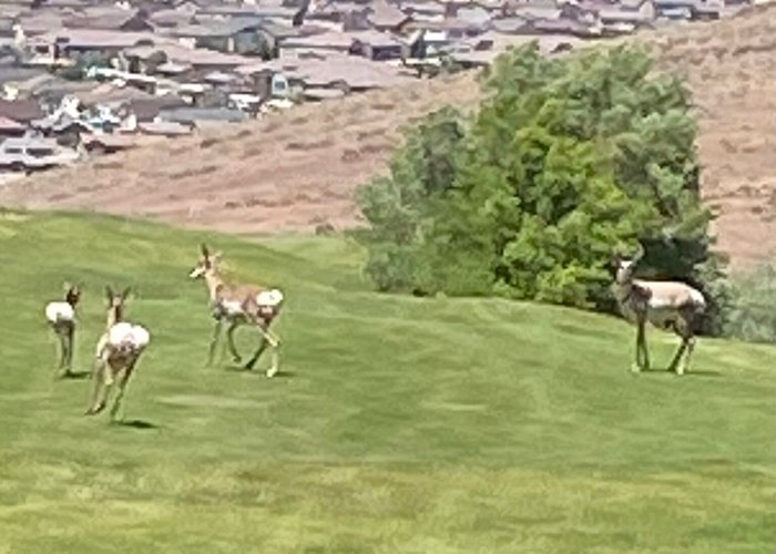 Red Hawk Golf and Resort - 스팍스 - Red Hawk Golf and Resort의 리뷰 - 트립어드바이저