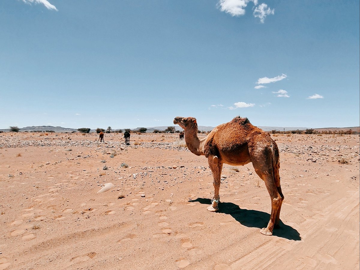 Deserto com areia movediça - Avaliações de viajantes - Wadi Araba Desert -  Tripadvisor