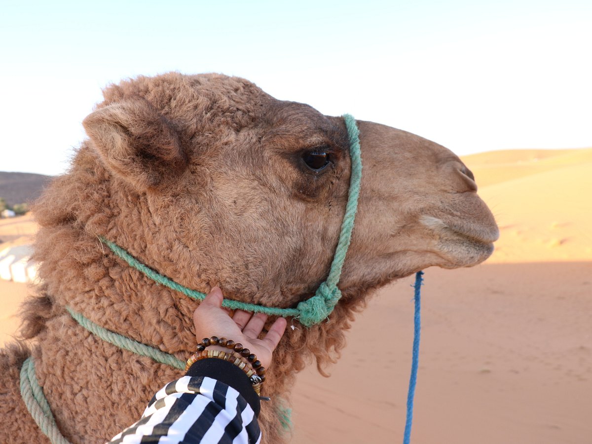 Deserto com areia movediça - Avaliações de viajantes - Wadi Araba Desert -  Tripadvisor