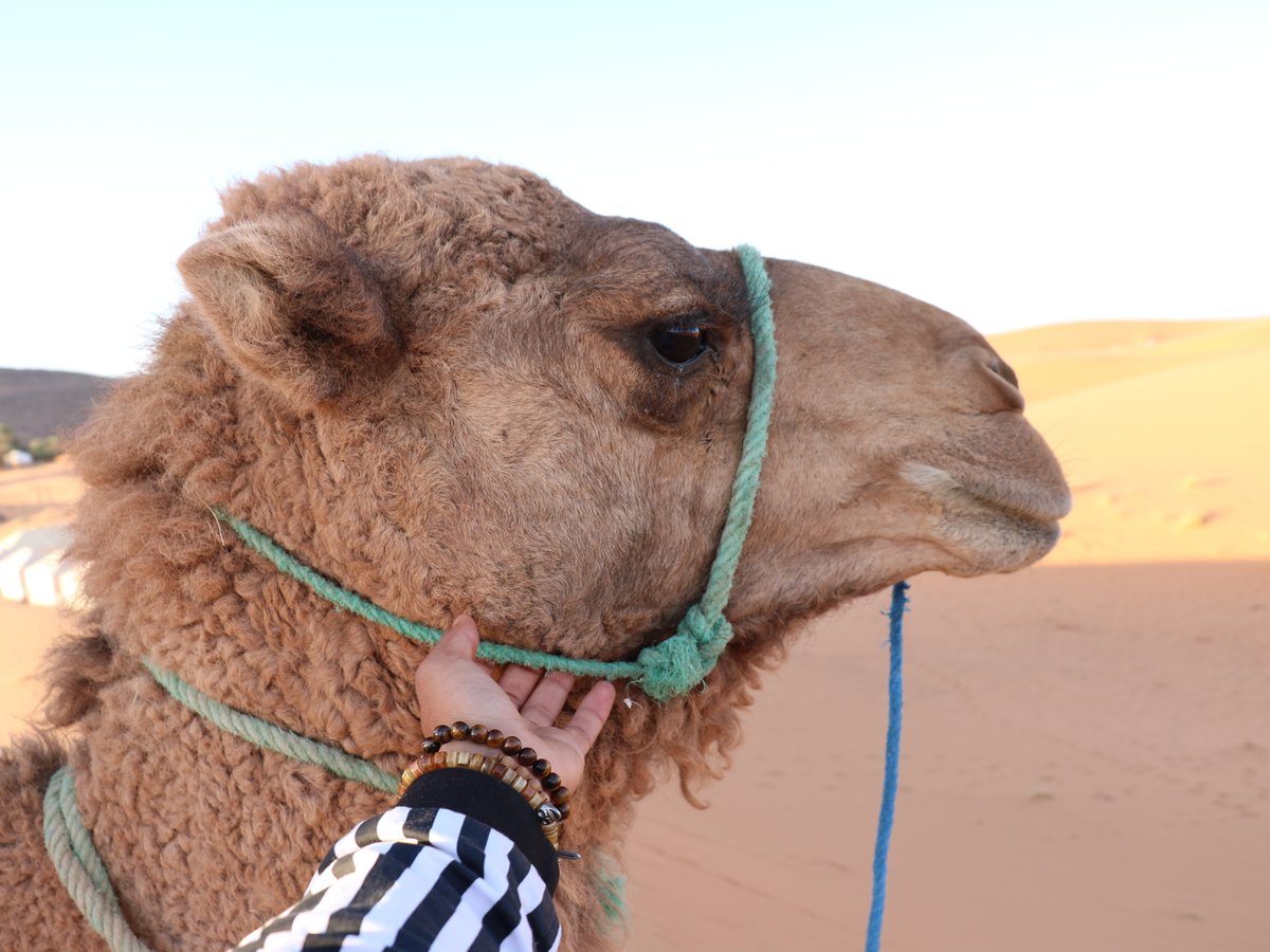 Deserto com areia movediça - Avaliações de viajantes - Wadi Araba Desert -  Tripadvisor