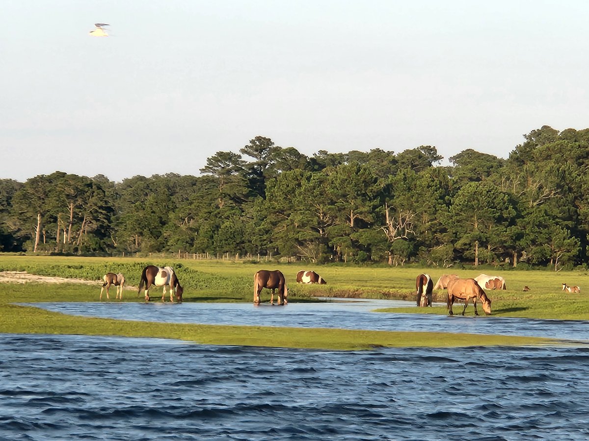 Assateague Explorer Wildlife Cruises (Chincoteague Island) - All You ...