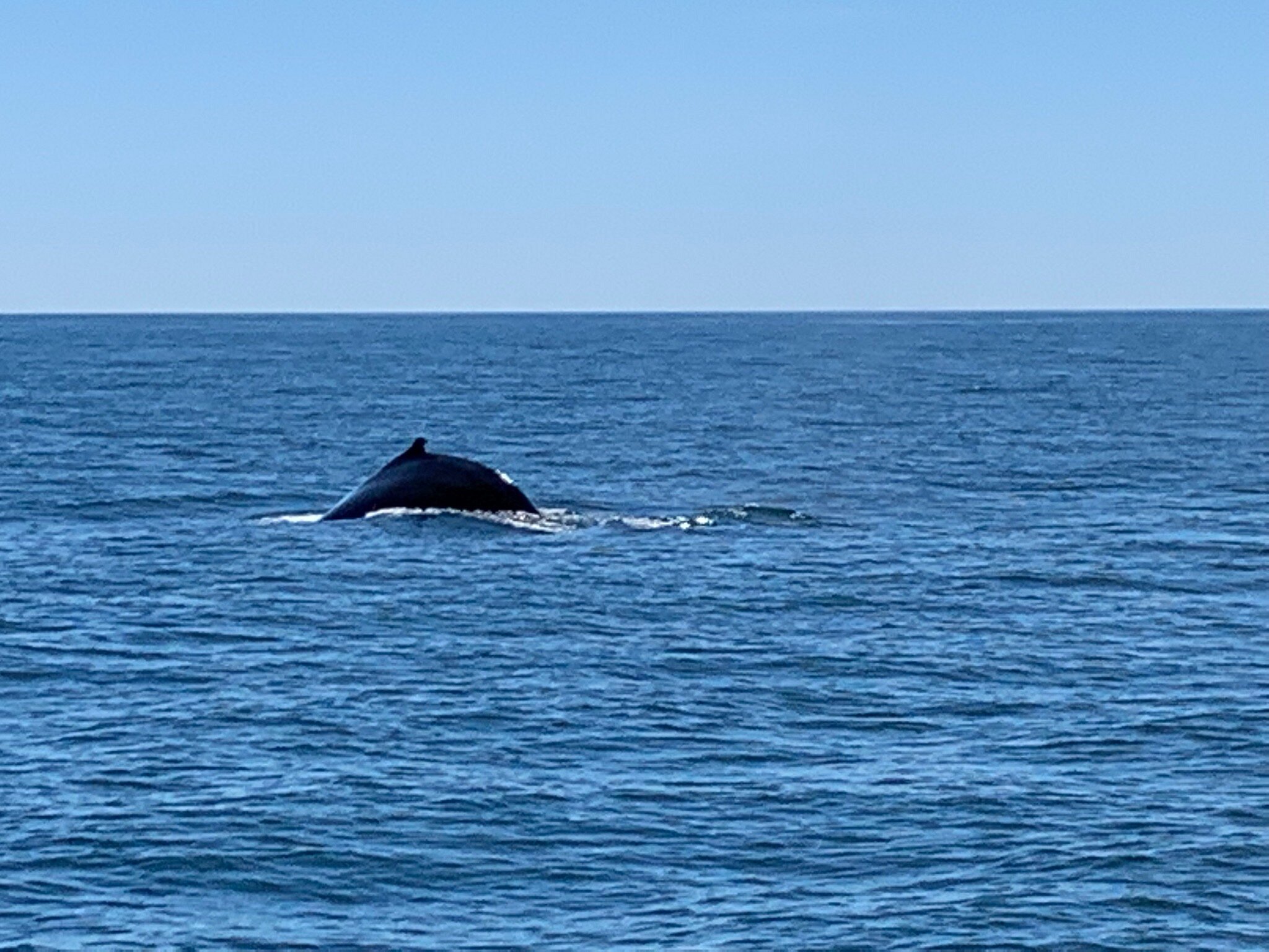 whale watching tours kennebunkport maine