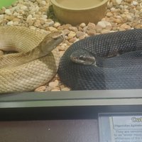 Reptile World Serpentarium (Saint Cloud) - All You Need to Know BEFORE ...