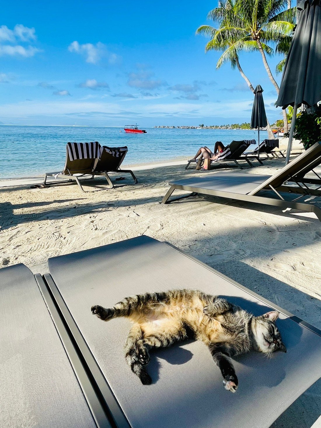HOTEL ROYAL BORA BORA tarifs 2024 et 105 avis