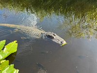 Gator Park in Miami Beach: 2 reviews and 12 photos