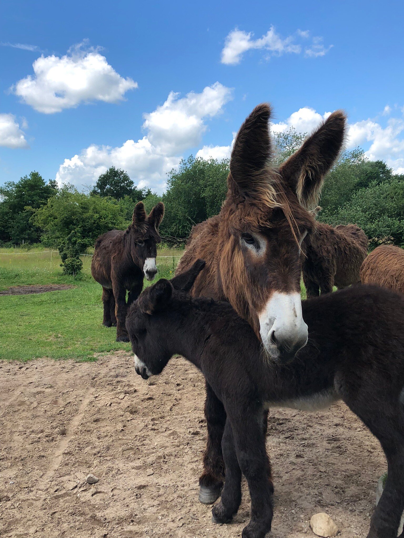 TIERPARK ARCHE WARDER Lodging Reviews Germany