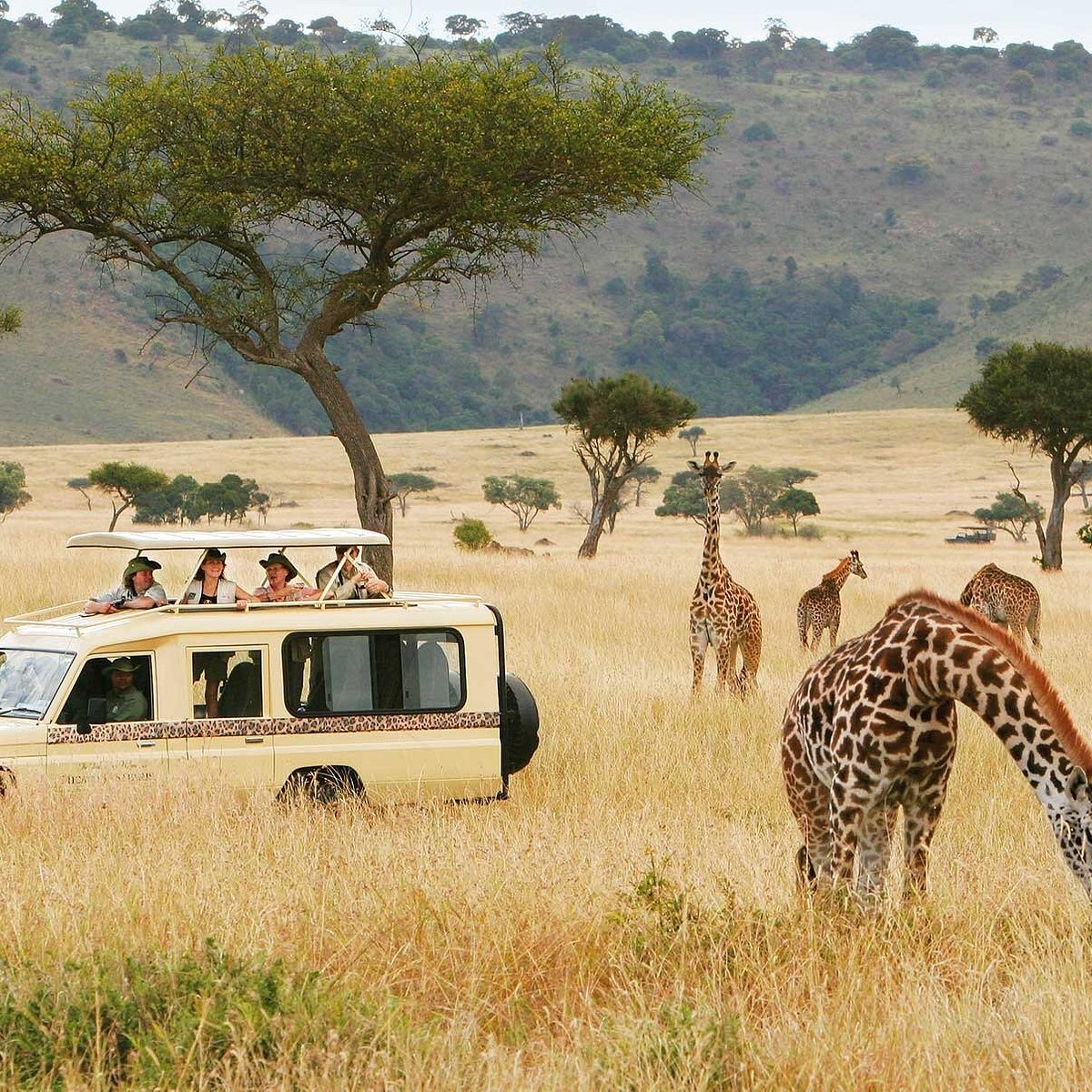 safaris tanzania tripadvisor