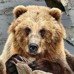 An Orphanage for Grizzly Bears, Nature and Wildlife