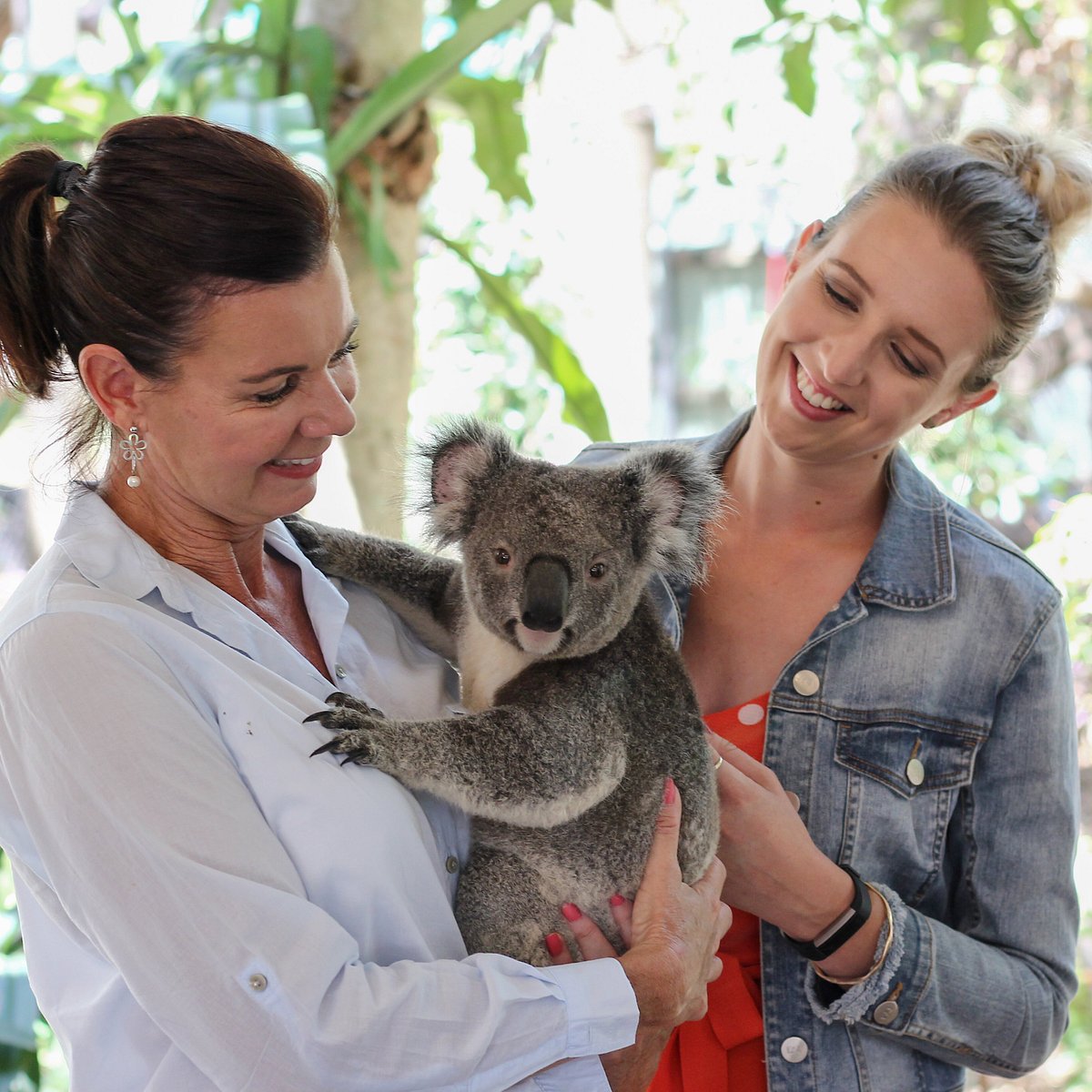 Lone Pine Koala Sanctuary (Brisbane): All You Need to Know