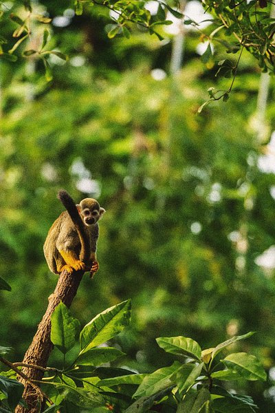 Singe-écureuil agrippé à un tronc d'arbre dans la forêt équatoriale