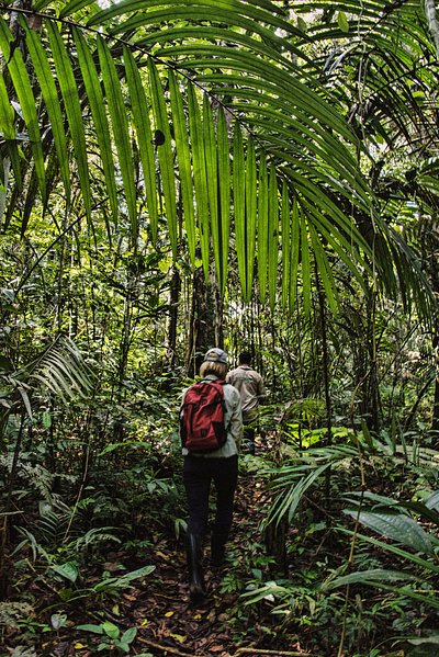 Adultos caminando en la espesa selva amazónica 