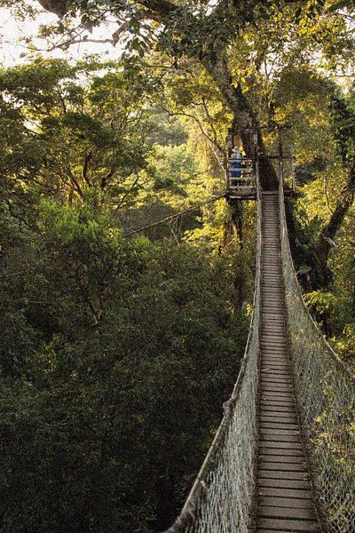Pont suspendu dans la canopée au cœur d'une épaisse forêt tropicale