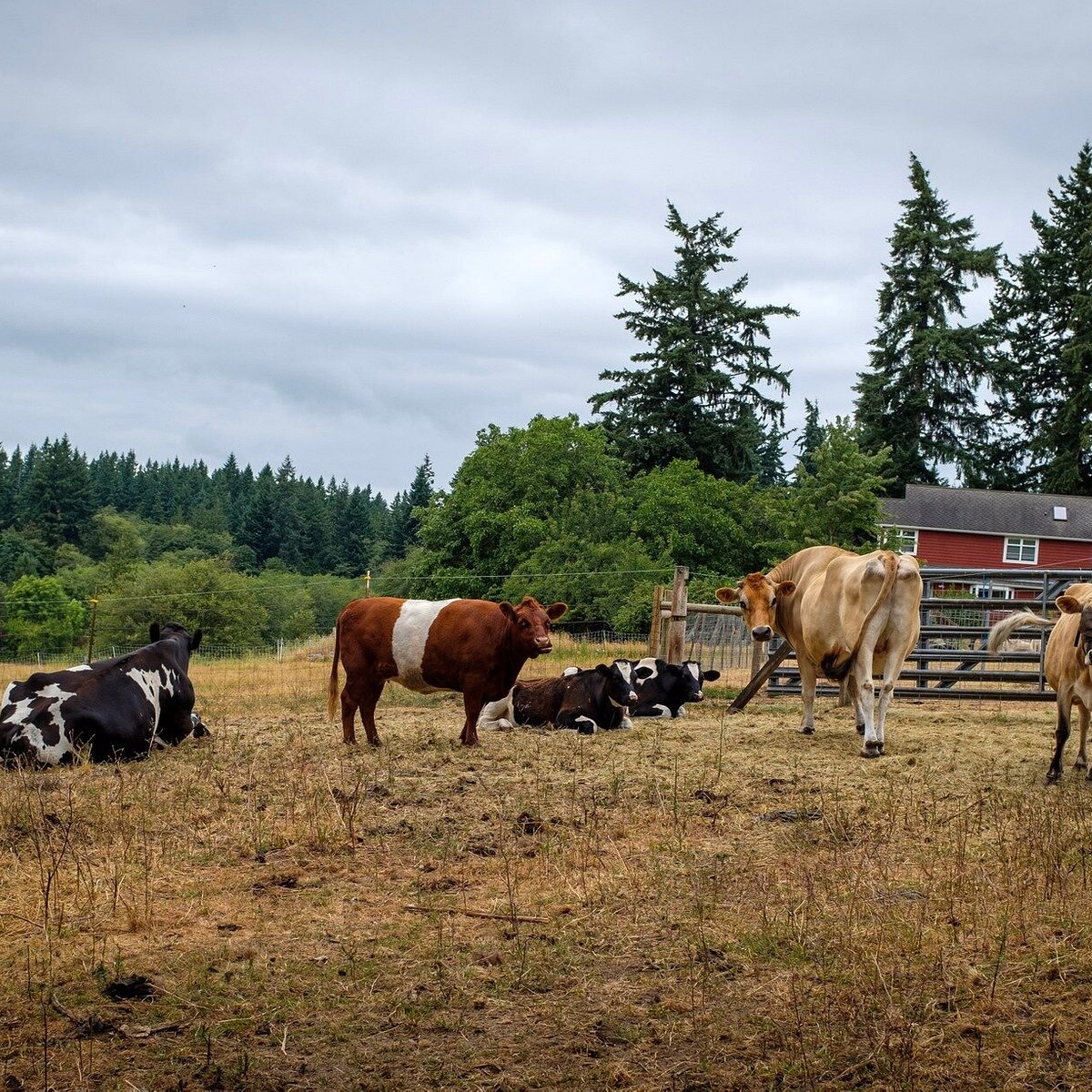 Ballydídean Farm Sanctuary (Clinton, WA): Address, Phone Number ...