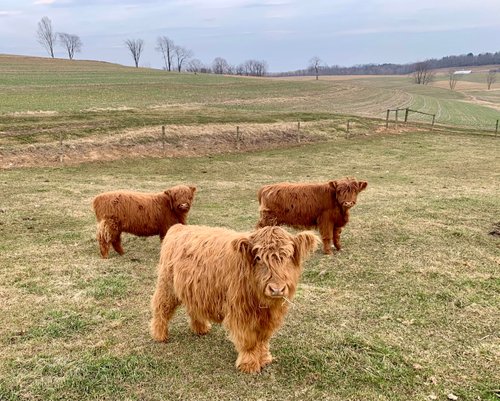 About Highland Cattle - Pittsburgher Highland Farm