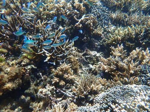Taveuni Island Steve Adrienne M review images