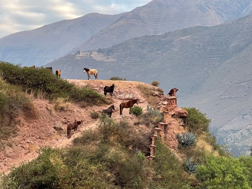 Salkantay Inca Trail Condor Overflight -Tierras Vivas Travel