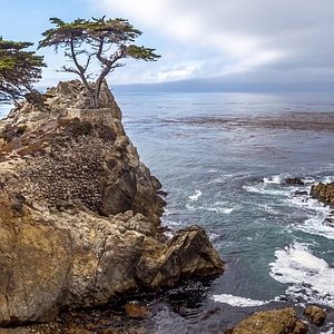 Lone Cypress - All You Need to Know BEFORE You Go (with Photos) Lone Cypress - All You Need To Know Before You Go (With Photos)