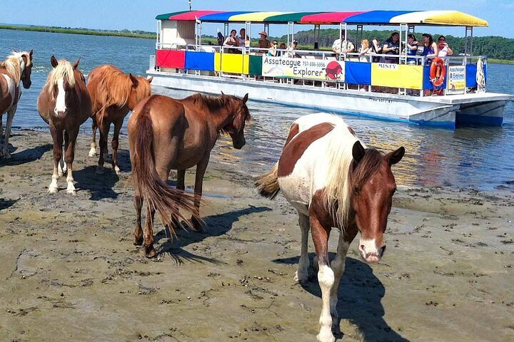 2024 Wild Pony Watching Boat Tour From Chincoteague To Assateague   Caption 