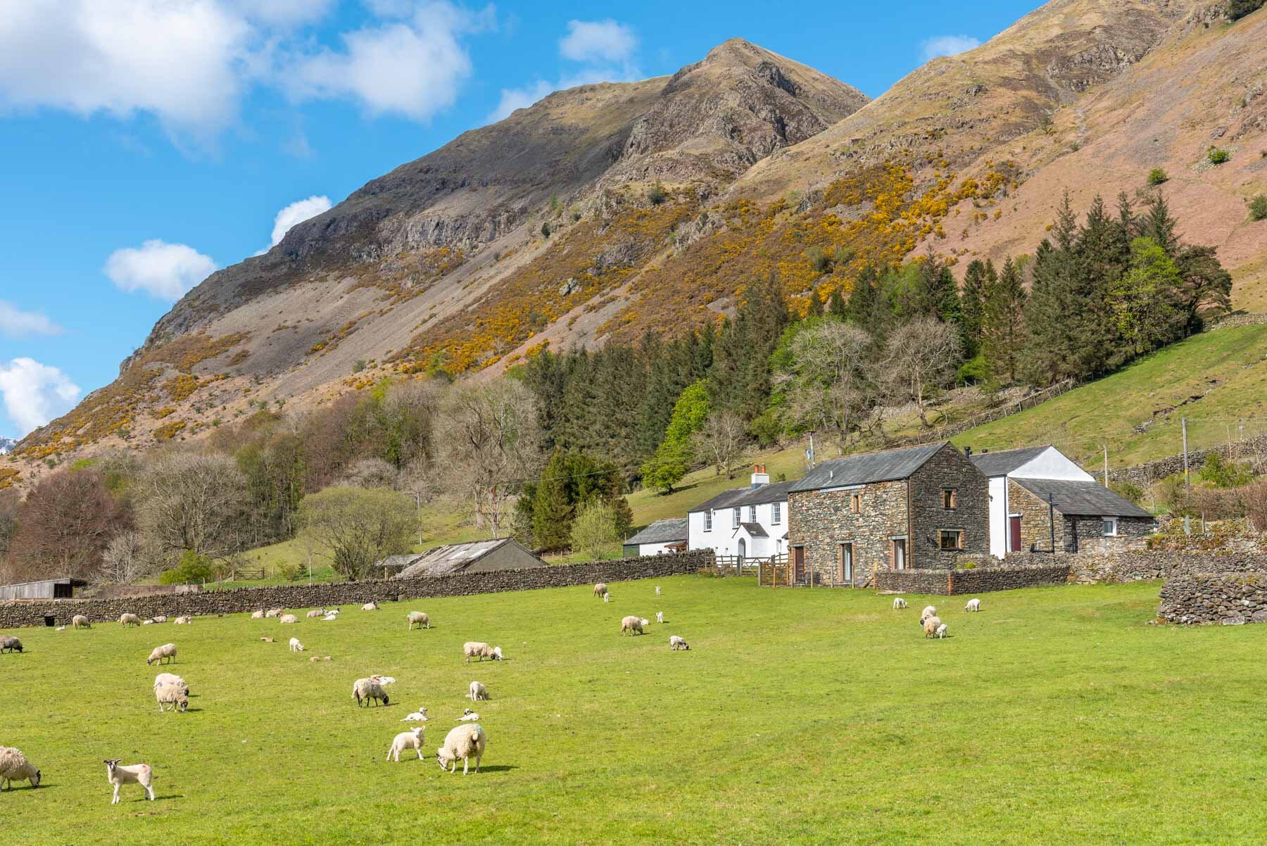 Cottages in lake district that hot sale take dogs