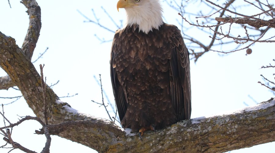 Eagle in tree outside the Orchid Room 