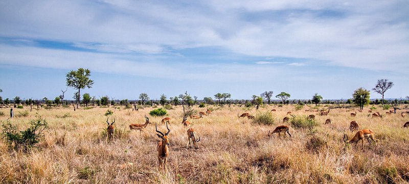 7 unforgettable wildlife experiences in South Africa - Tripadvisor