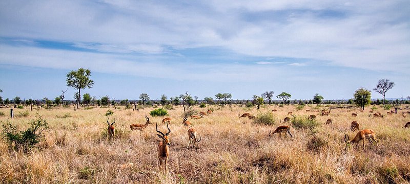 7 unforgettable wildlife experiences in South Africa - Tripadvisor 7 unforgettable wildlife experiences in South Africa - Tripadvisor