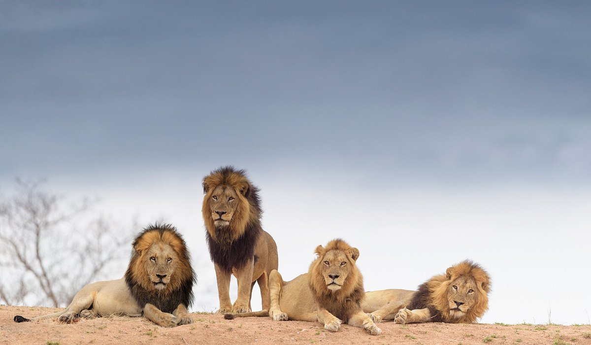 7 unforgettable wildlife experiences in South Africa - Tripadvisor 7 unforgettable wildlife experiences in South Africa - Tripadvisor