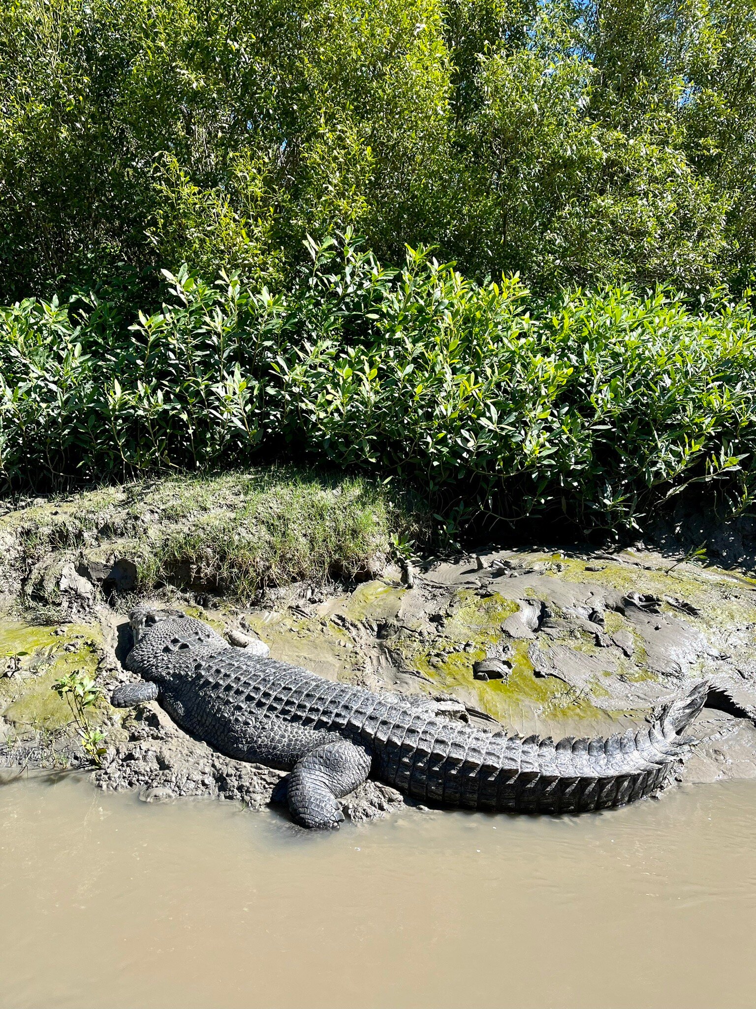 Whitsunday Crocodile Safari (Airlie Beach): All You Need To Know